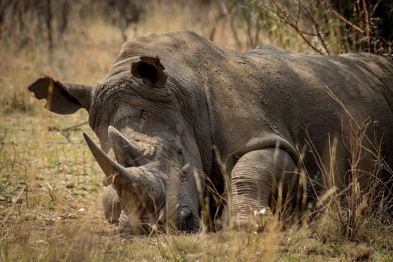 Rhino killings on the rise in South Africa