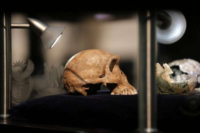 Child fossil find in South Africa sheds light on enigmatic hominids